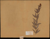 Lysimachia Vulgaris, plante prélevée à Brie (Somme, France), sur le bords des eaux dans les prés Ledoux, 1 juillet 1886