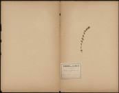 Euphrasia Officinalis, plante prélevée à Saveuse (Somme, France), sur le sentier conduisant à Renancourt , 18 juillet 1888