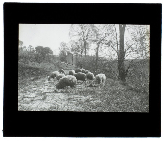 Moutons bois de Cagny - juillet 1910