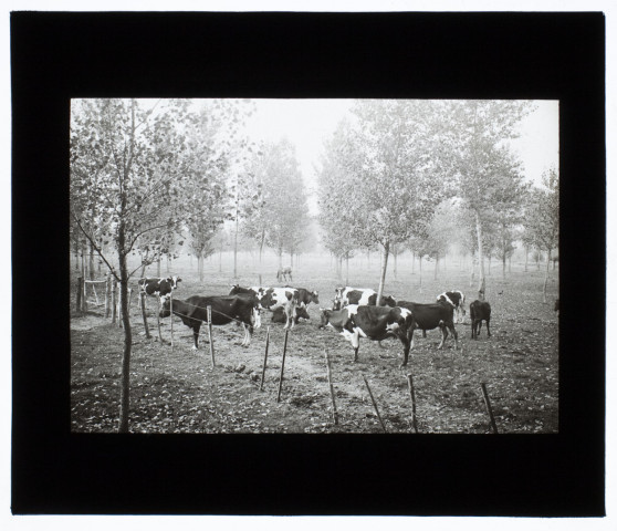 Marais de Boves - octobre 1912