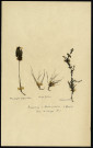 Potamogeton polygonifolius, Scirpus fluitans L., Helodes palustris, famille non identifée, plante prélevée à Vibraye (Sarthe, France), dans la Forêt de Vibraye, en 1969