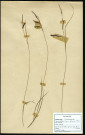 Carex Glauca Murs, famille des Cyperacées, plante prélevée à Boves (Somme, France), à l'étang Saint-Ladre, en mai 1969