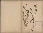 Polygonum Lapathifolium, plante prélevée à Grouches-Luchuel (Somme, France);Amiens (Somme, France), dans les hortillonnages (Amiens) et à Grouches , 3 juillet 1888 - 2 octobre 1888