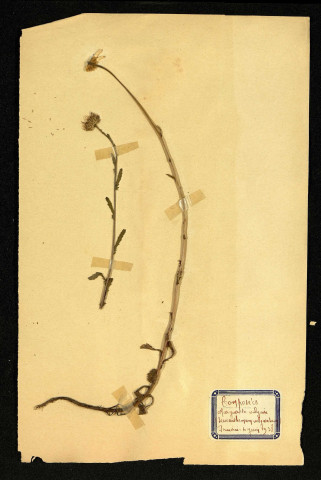 Leucanthenum vulgara Lam (Marguerite Vulgaire), famille des Composées, plante prélevée à Dromesnil (Prairie), 14 juillet