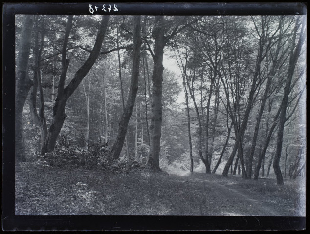forêt de Compiègne - juin 1905