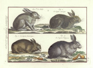 Histoire naturelle, quadrupèdes : le lapin, le chat, le chien