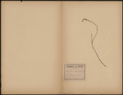 Echinospermum, plante prélevée à Gaggenau (Bade-Wurtemberg, Allemagne), à Rothenfels (Alsace) ou Bad Rotenfelds (quartier de Gaggenau), 28 juin 1888