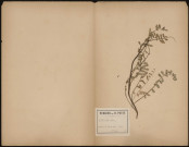 Coronilla Varia, plante prélevée à La Ferté-Alais (Essonne, France), au Tertre, 19 juin 1891