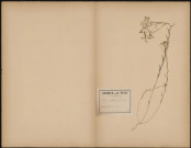 Linum Gallicum (L. Sp.), plante prélevée à Hermes (Oise, France), 8 aôut 1889