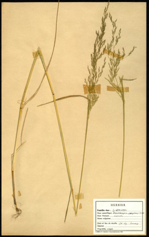 Deschampsia coepitosa, famille des Graminées, plante prélevée à Sorrus (Pas-de-Calais), zone de récolte non précisée, en juin 1969