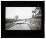 Moutons route de Gamaches - mai 1911