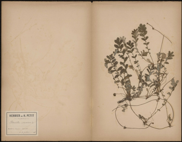 Potentilla Anserina, plante prélevée à Amiens (Somme, France), à la citadelle, 10 juillet 1888