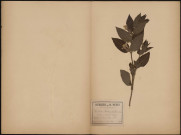 Melittis Melissophyllum, Melitte à feuilles de Melisse, plante prélevée à La Ferté-Alais (Essonne, France), dans le Bois du Tertre, 28 mai 1891