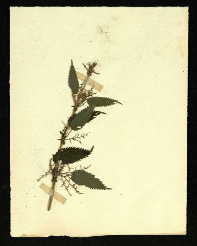 Lamium album (Ortie blanche), famille des Labiées, plante prélevée à Poix-de-Picardie, 6 juin 1950