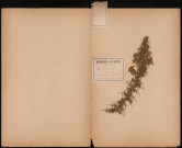 Ulex Europaeus Jonc marin, ajonc, plante prélevée à Saint-Valery-sur-Somme (Somme, France) et à Doullens (Somme, France), n.c., 29 avril 1888 12 janvier 1889