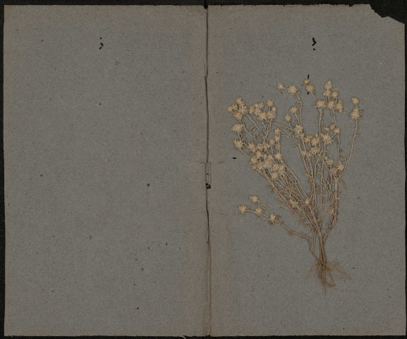 Botrychium Lunaria, plante prélevée à Amiens (Somme, France), à la citadelle, 20 juin 1889
