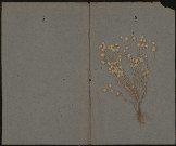 Botrychium Lunaria, plante prélevée à Amiens (Somme, France), à la citadelle, 20 juin 1889