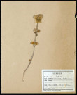 Glechoma hederacea, Lierre terrestre, famille des Labiée, plante prélevée à Boves (Somme, France), zone de récolte non précisée, en mai 1969