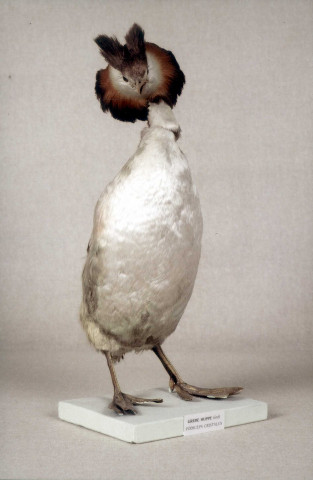 Collection d'oiseaux naturalisés : grèbe huppé