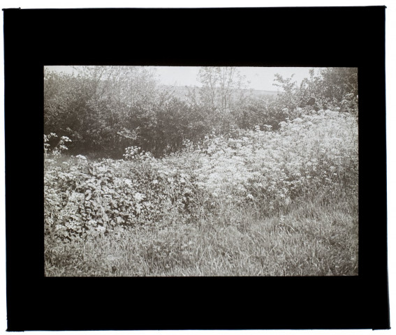 Marais au Petit Cagny - mai 1931