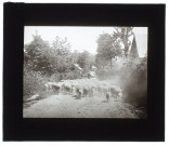 Moutons à Bourbel - Seine-Inférieure - 1911