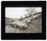 Troupeau de moutons à - Cagny