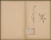Capsella Bursa pastoris, Thlaspi (B. P. L. Sp.), Bourse à Pasteur, plante prélevée à Saveuse (Somme, France), sur la route du bois, 4 mai 1888