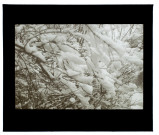 Jardin 89 - effet de neige - février 1934