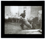 Vers - lavage des moutons