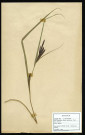 Carex paludosa Good, famille des Cypéracées, plante prélevée à La Chaussée-Tirancourt (Somme, France), au Camp César, en mai 1969