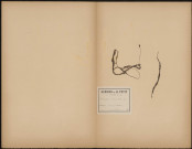 Utricularia Minor, plante prélevéeà [Lieu inconnu], dans les près tourbeux, 18 juin 1889