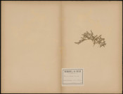 Herniaria Hirsuta (L. Sp.), plante prélevée à Mutterstadt (Bavière, Allemagne), n.c., 6 août 1888
