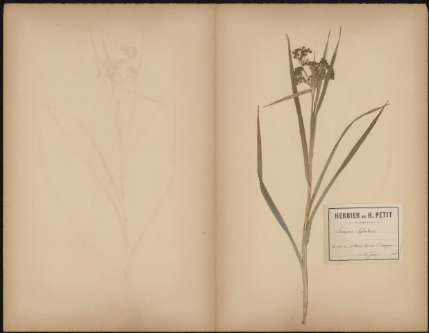 Scirpus Sylvatiens, plante prélevée à Athies (Somme, France), sur les bords de l’Omignon, 10 juin 1888