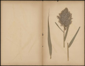 A identifier, plante prélevée à [Lieu inconnu], n.c., [1888-1889]
