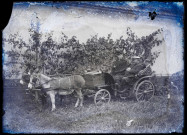 Martinsart (Somme). Léon Danel et son épouse Marie-Rose Brissy dans une petite calèche tirée par deux ânes