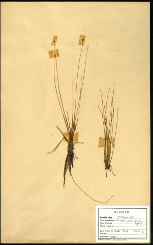 Scirpus Pauciflrux Light, famille des Cypéracées, plante prélevée à Grandvilliers (Oise, France), zone de récolte non précisée, en juin 1969