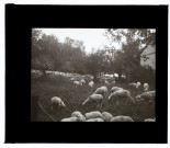 Moutons à Blangy-sous-Poix - août 1913