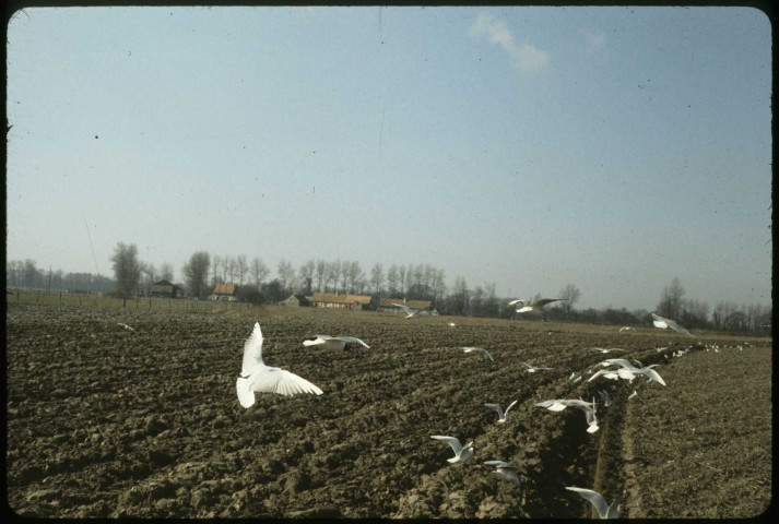 [Mouettes dans les champs]