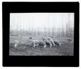 Moutons marais de Loeuilly - mai 1903