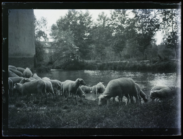 Moutons à Plachy - août 1909