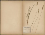 Anthoxanthum Odoratum - Flouve, plante prélevée à Querrieux (Somme, France), dans le bois, 5 juin 1889