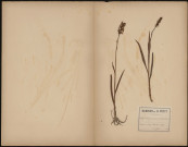 Gymnadenia Conopsea (Rich. Orch. Eur.), plante prélevée à Dury (Somme, France), dans un petit bois de sapins, 5 juin 1889