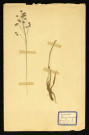 Brizamedia L (Brizaintermédiaires), famille des Cucurbitacées Graminées, plante prélevée à Dromesnil (Chemin), 26 juin 1938