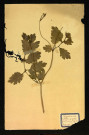 Chelidonium majus L (Chélidoïne grande), famille des Papavéracées, plante prélevée à Dromesnil (Vieux mur), 25 mai 1938