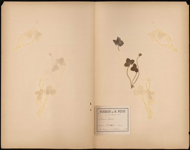 Anémone Hepatica, plante prélevée à Saint-Mihiel (Meuse, France), Legit : Charles Copineau, 16 avril 1888