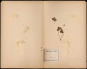 Anémone Hepatica, plante prélevée à Saint-Mihiel (Meuse, France), Legit : Charles Copineau, 16 avril 1888
