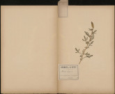 Reseda Luteola, plante prélevée à Querrieux (Somme, France), dans la prairie du bois, 21 juin 1888