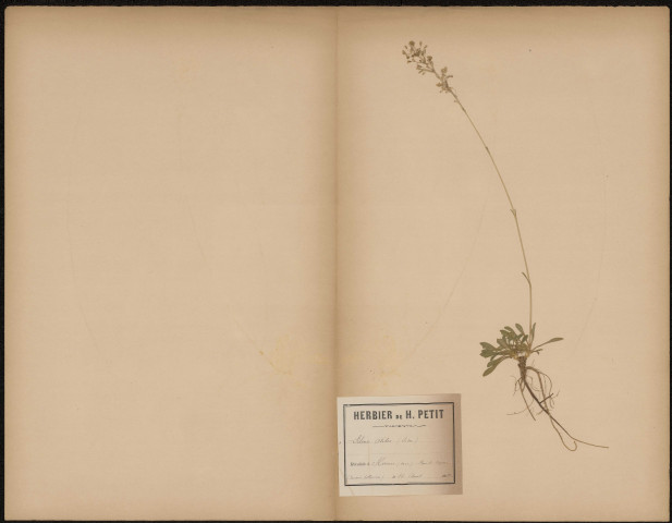Silene Otites, plante prélevée à Hermes (Oise, France), dans un bois de sapins, 10 août 1889