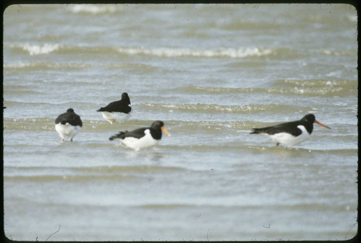 Pies de mer, huitriers