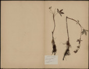 Comarum Palustre, plante prélevée à Villers-sur-Authie (Somme, France), n.c., 25 août 1889